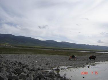 青海湖边的两头牦牛远景